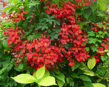 The flame flower is an ideal climber for cooler conditions
