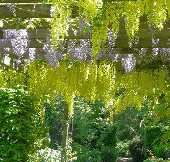 Wiseria and Laburnum  in bloom at Barnsdale Gardens