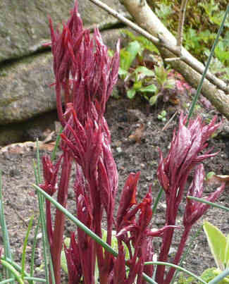 emerging peony by the sunday gardener