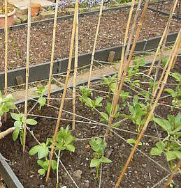 growing broad beans by the sunday gardener