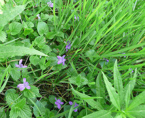 wild violets by the sunday gardner