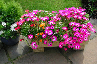 ice plants in full bloom