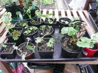 tray of cuttings
