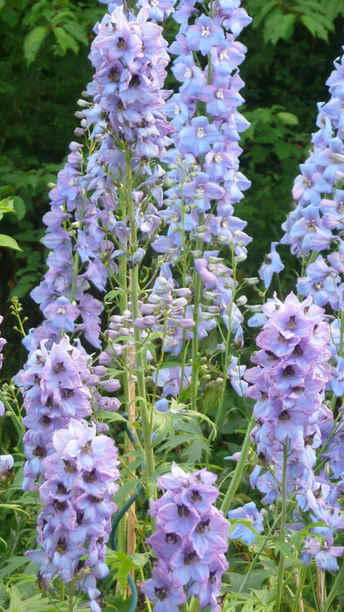 Delphiniums