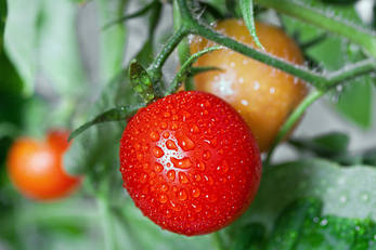 tomatoes ripening on the vine