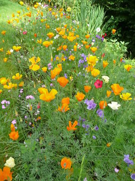 wild flower patch in full flower