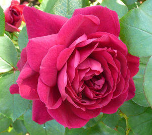 David Austin Roses in full bloom