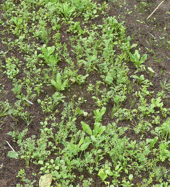 step 5 early germination
