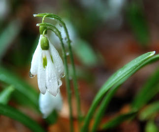 close up of snowdrop  Galanthus