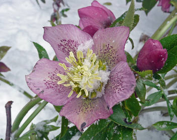 Pink Helleborus in the snow by The Sunday Gardener