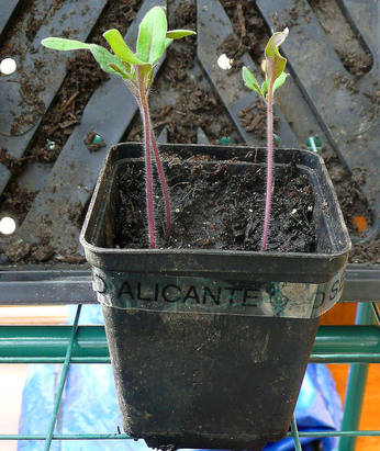 Tomato Alicante grown from old seed