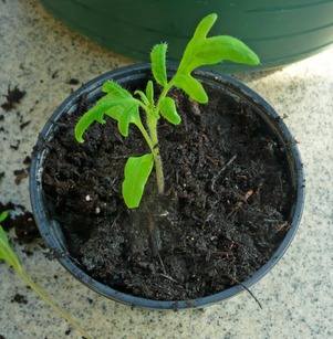 seedling-potted-up