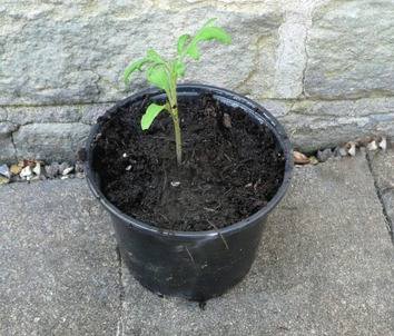 side view of leggy seedling potted up by the sunday gardener 