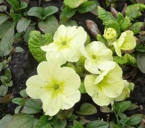 yellow-primroses-in-the-garden