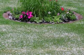 hail-and-bedding-plants