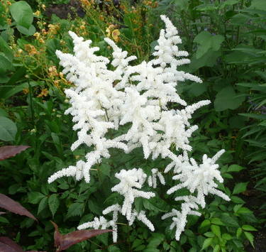 Astilbe 'Professor van der Wielen'