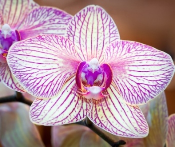 Very tender moth orchids phalaenopsis