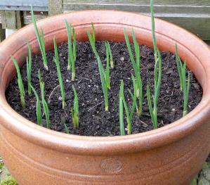 autumn-planted-garlic-grown-under-glass