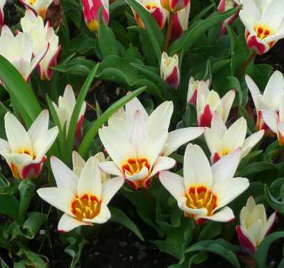Tulipa ancilla holehird gardens lakedistrict