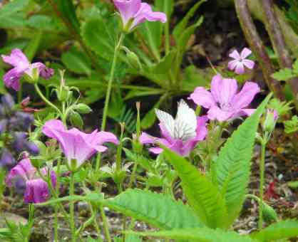geranium-with-butterfly