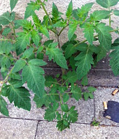 Tomato plant growing in a pavement crack