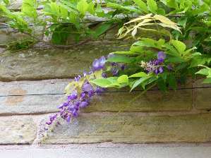 wisteria-second-flush-of-blooms