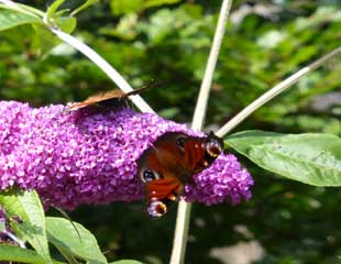Purple Buddleja davidii  with  Peacock butterfly 