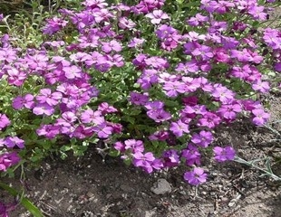 purple aubretia a spring flowering perennial