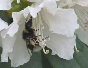 rhododendron-with-bee-final