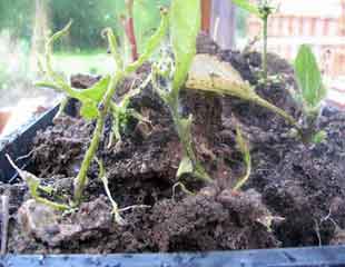 slug eaten bedding plant