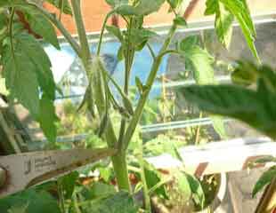 cut side shoots from tomatoes