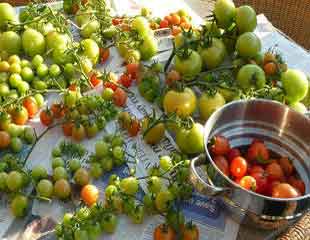 runner beans and tomatoes