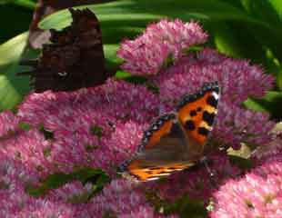 亚搏手机版官方登景天属植物与蝴蝶