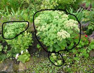 Three stages of rooting a Sedum