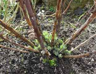 Sedum ready for cutting back