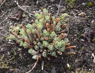 sedum cut back