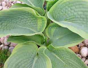 hosta-mulched-with-stones310x240