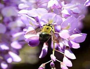 蜜蜂在紫藤上