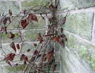 Clematis in late winter