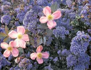 Ceanothus with Clematis montana