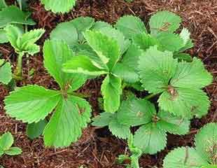 strawberry plant with mulch