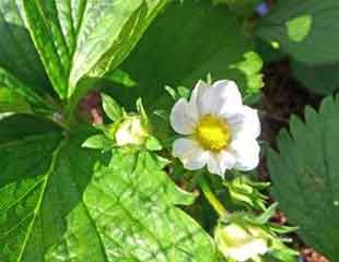 strawberry flower