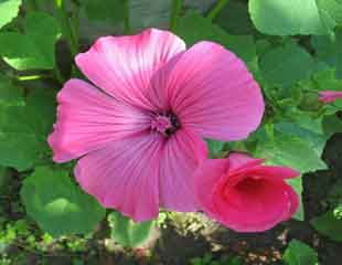 Lavatera Rosea 