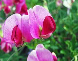 sweet-pea-close-up-dark-pink-310x240