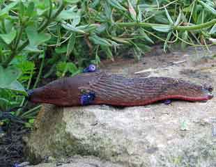 garden slug ready for the attack