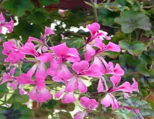 ivy leaved Pelargonium