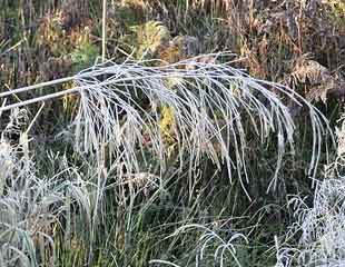 winter grasses