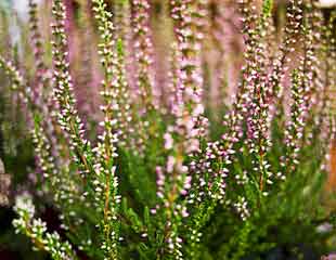 Erica carnea Winter heather