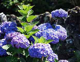 Blue Hydrangea