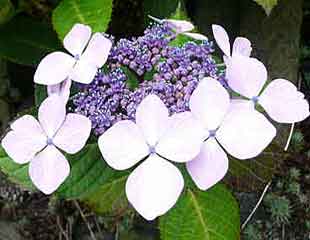 hydrangea lacecap